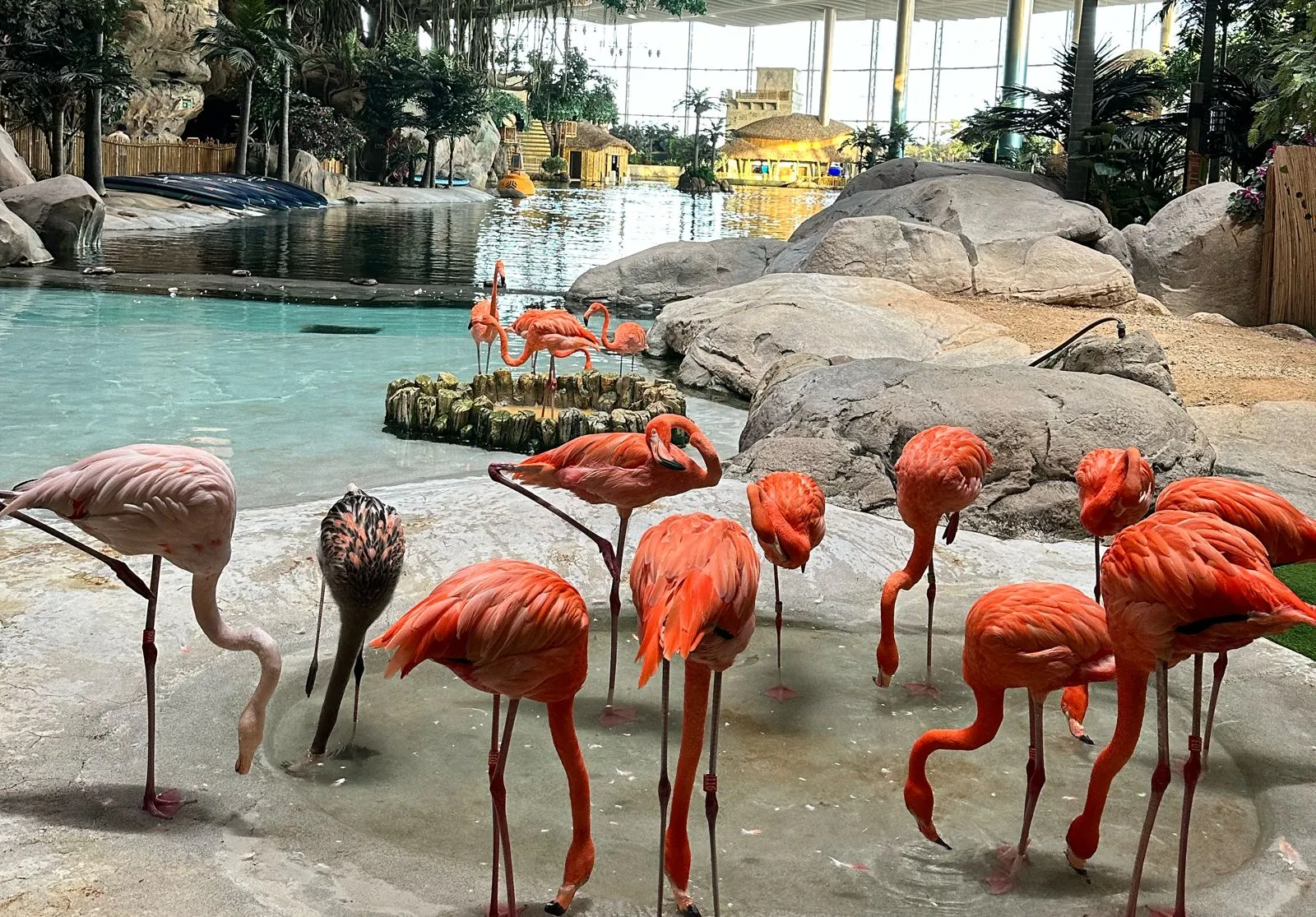 SeaWorld Yas Adası-Abu Dabi