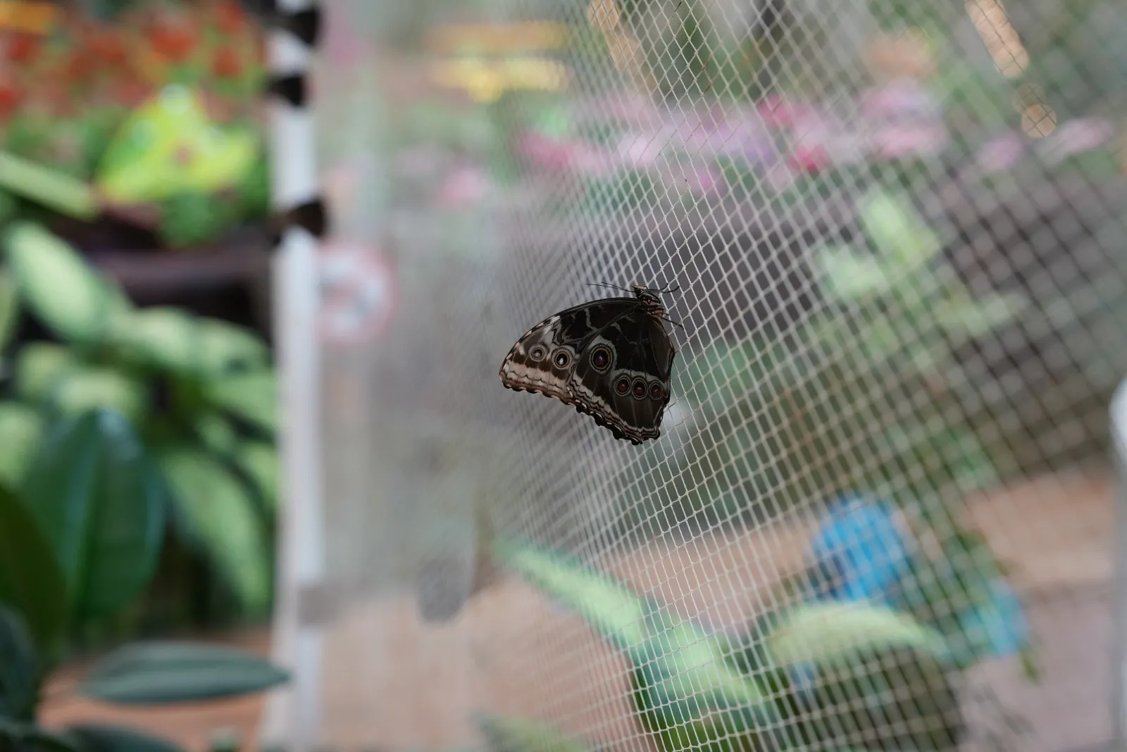Dubai Butterfly Garden