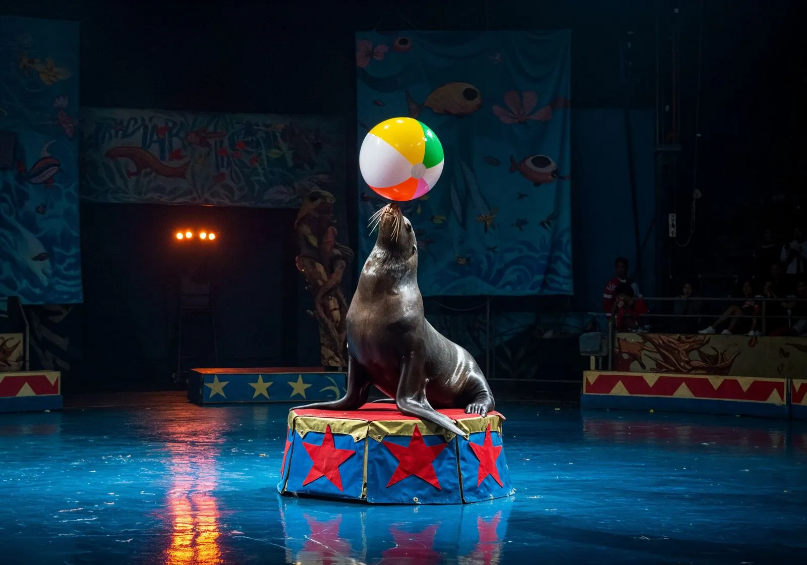 Dubai Dolphinarium (Dubai Dolphin Show)