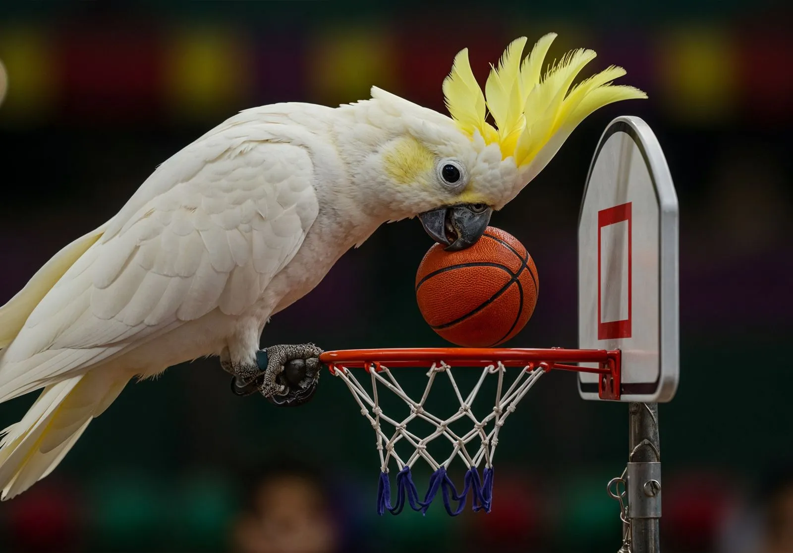 Creek Park Exotic Bird Show - Image 2