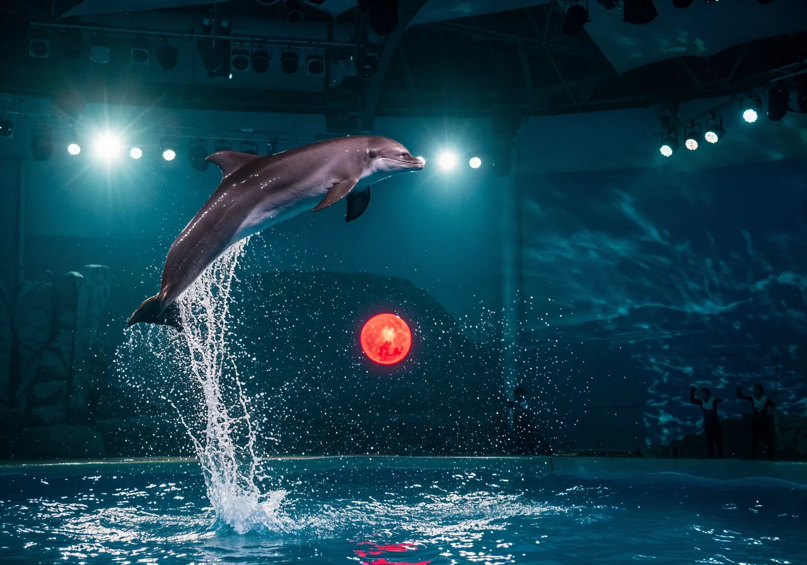 Dubai Dolphinarium (Dubai Dolphin Show)
