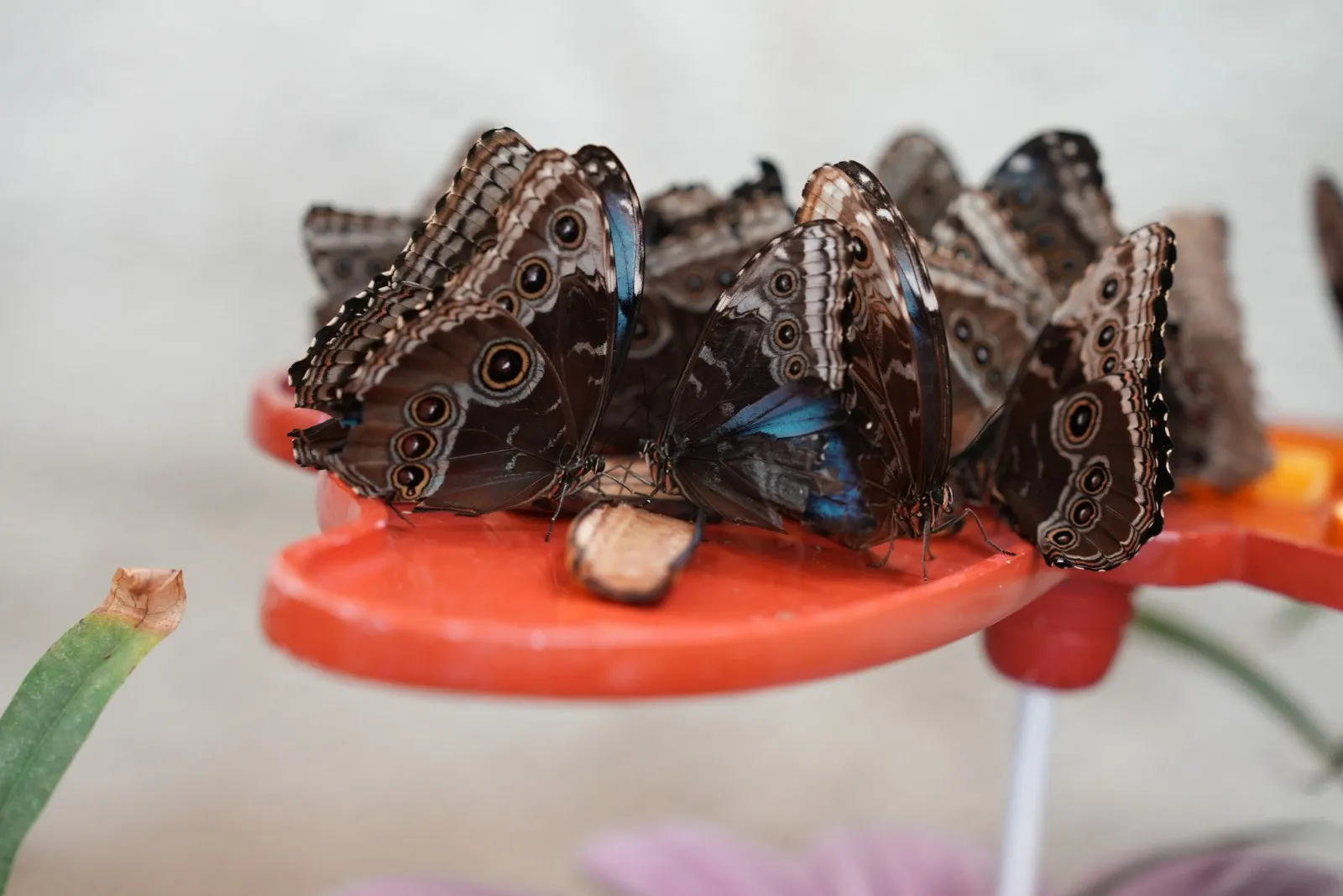 Dubai Butterfly Garden