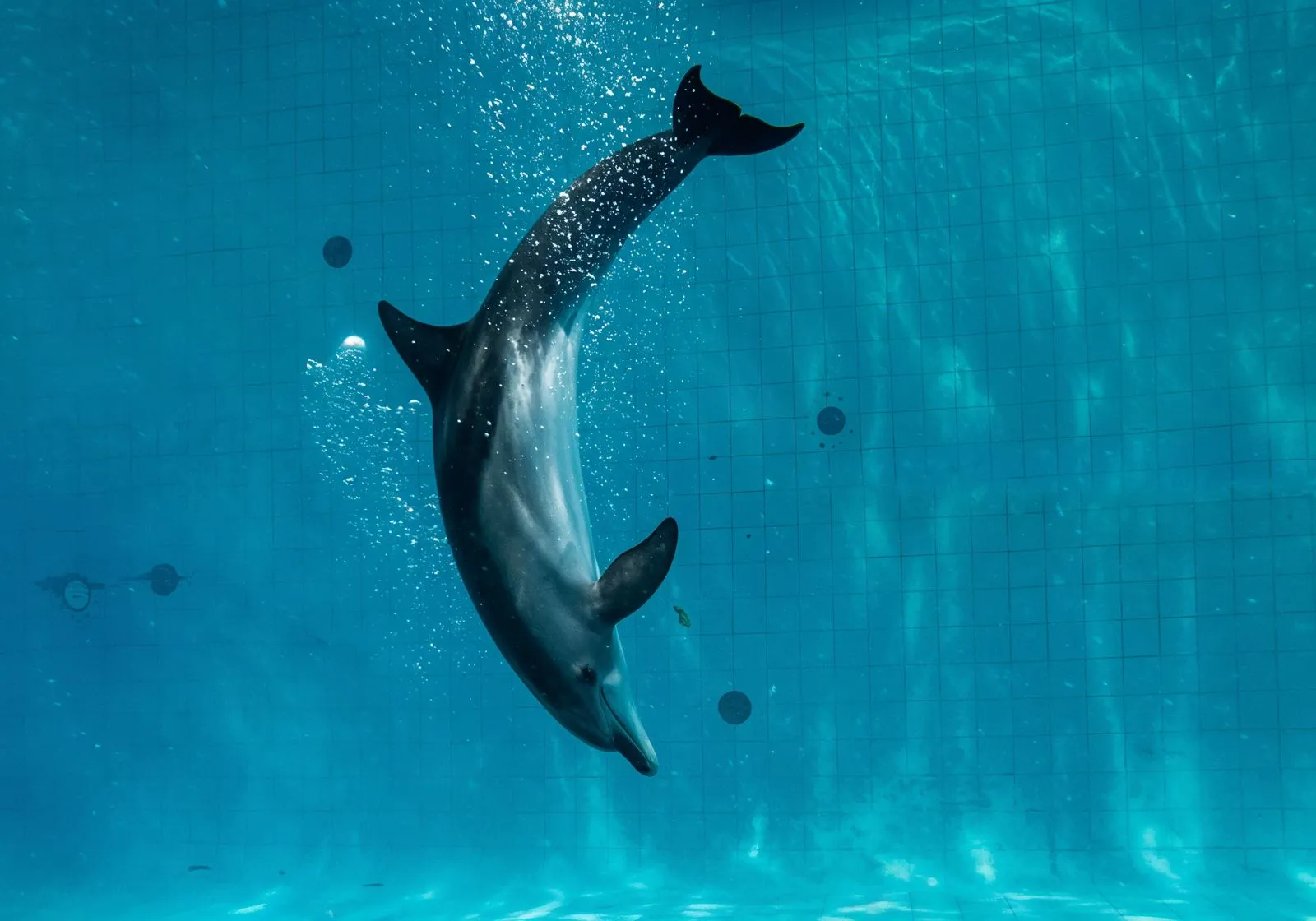 Dubai Dolphinarium (Dubai Dolphin Show)