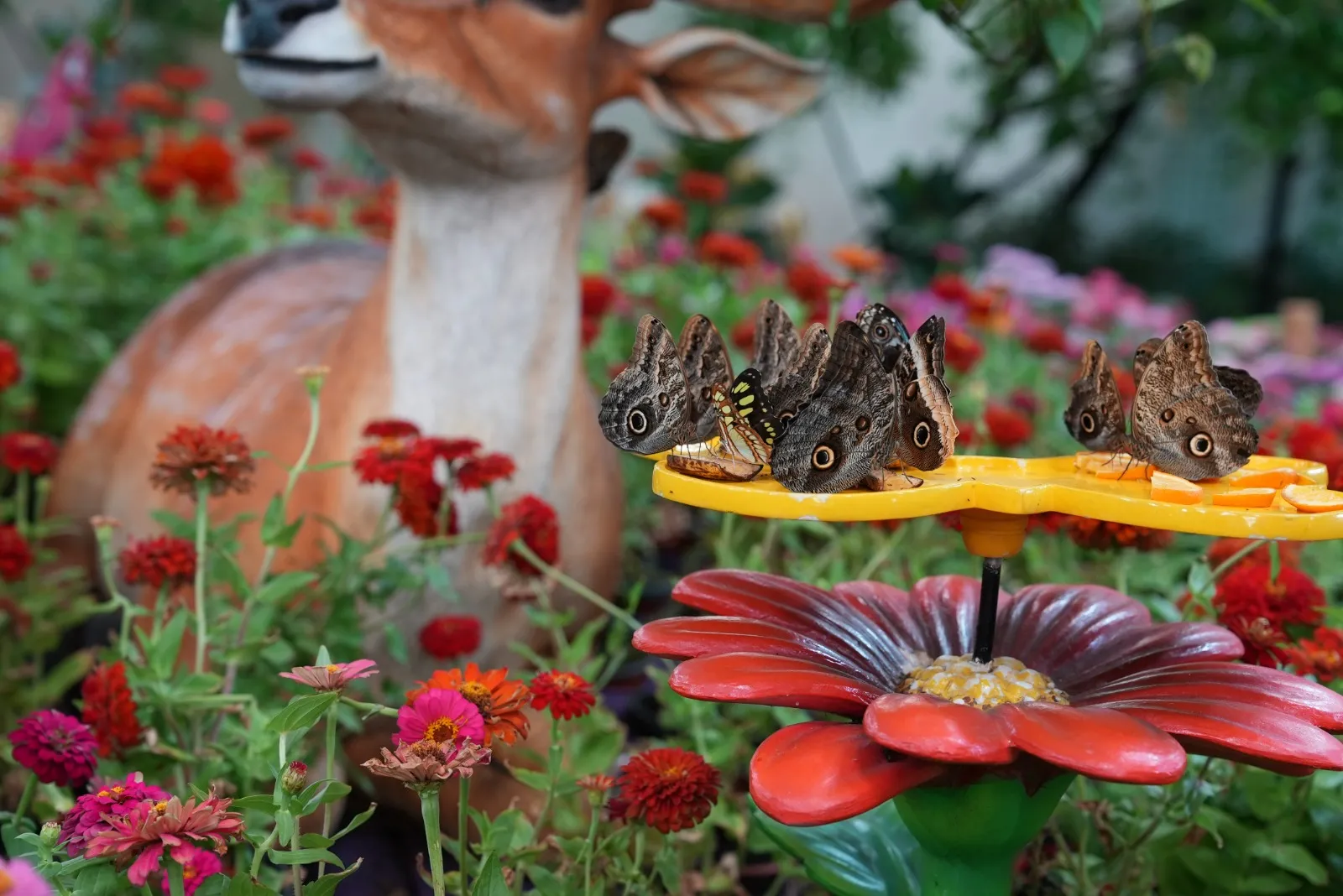 Dubai Butterfly Garden