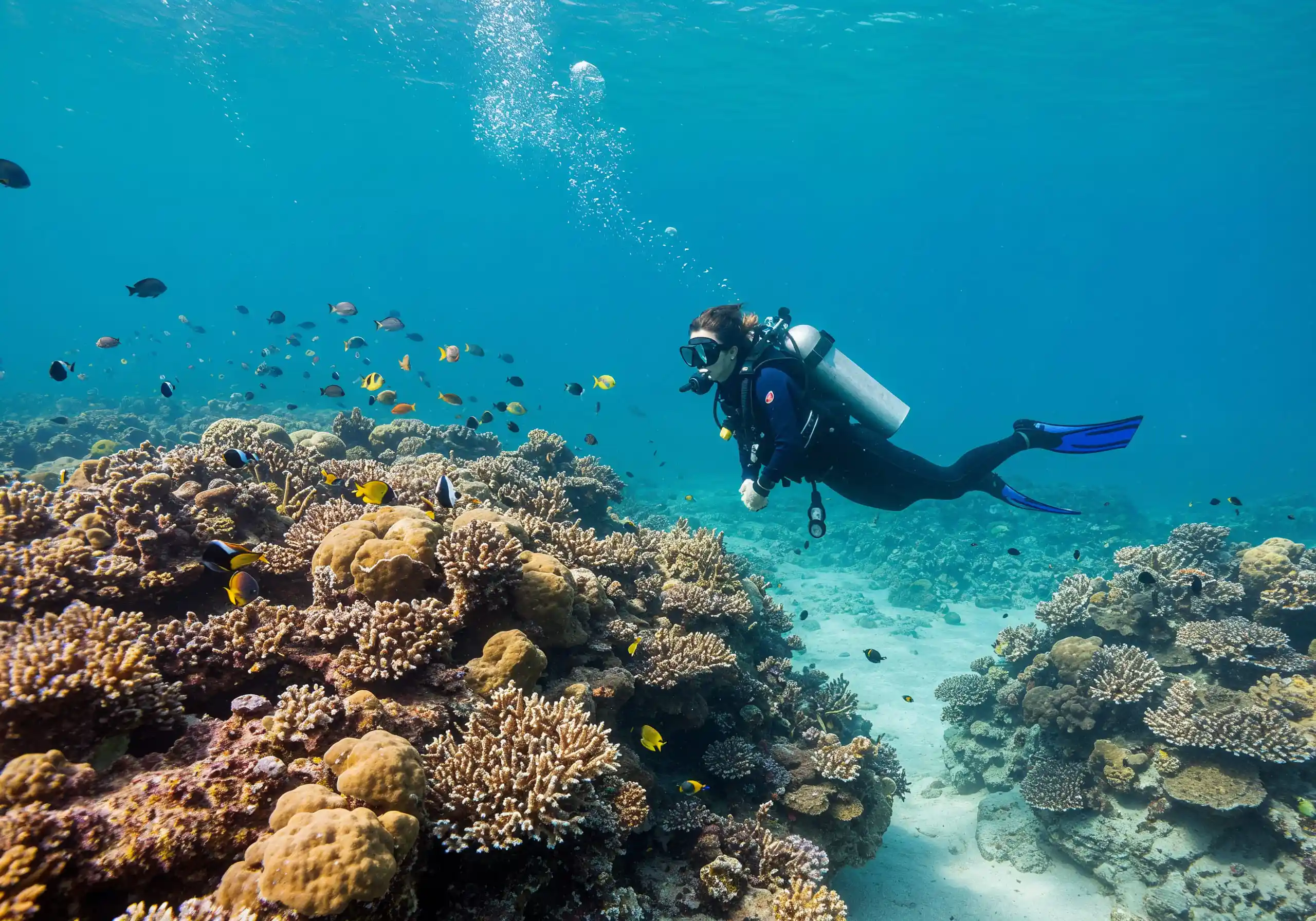 Dubai'de Dalış ve Balık Besleme Deneyimi